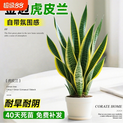 金边虎皮兰盆栽绿植多肉易活好养植物办公室内花卉大全客厅虎尾兰