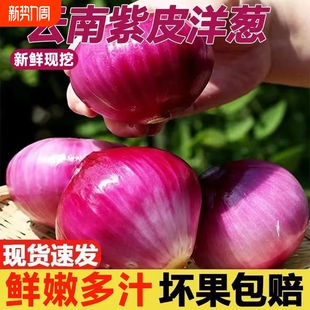 云南紫皮洋葱圆葱葱头新鲜应季 蔬菜农家甜味可生吃红洋葱水果当季