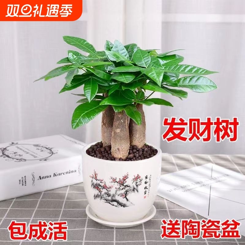 发财树室内小盆栽绿植花卉水培植物黄金葛文竹办公室桌面客厅甲醛