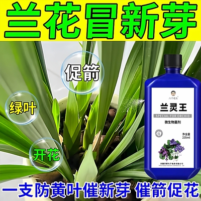 兰灵王兰花专用营养液肥料正品催