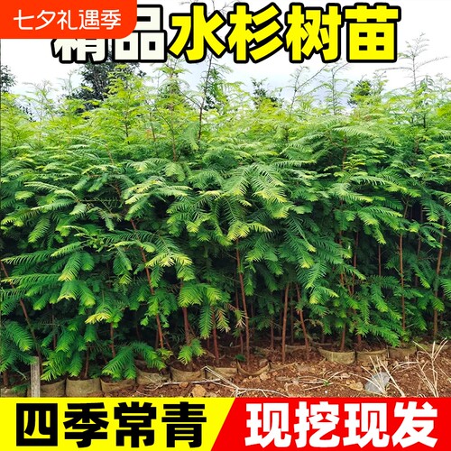 水杉树苗落羽杉四季常青风景大树南北方乔木行道树工程绿化杉树苗