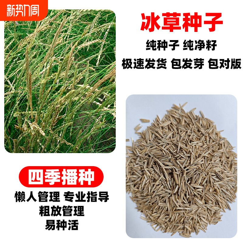 冰草种子别名野麦子 扁穗冰草 羽状小麦草牧草种籽暖季型草坪种子
