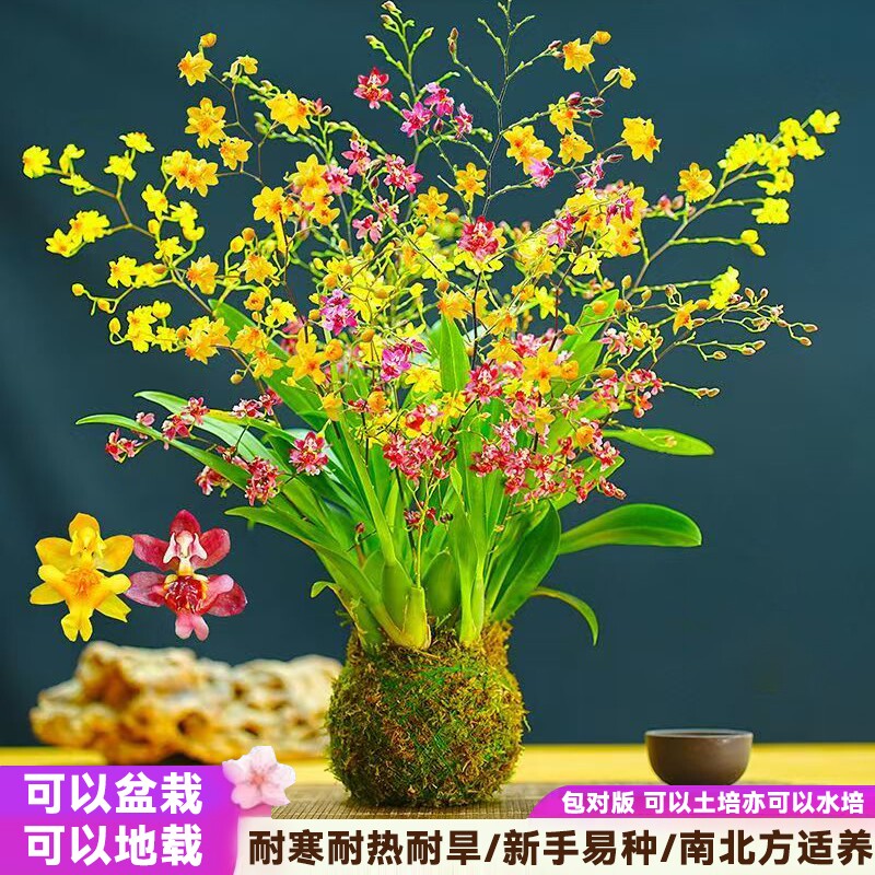 重瓣香水兰文心兰梦香兰跳舞石斛兰植物庭院地载阳台盆栽绿植花卉