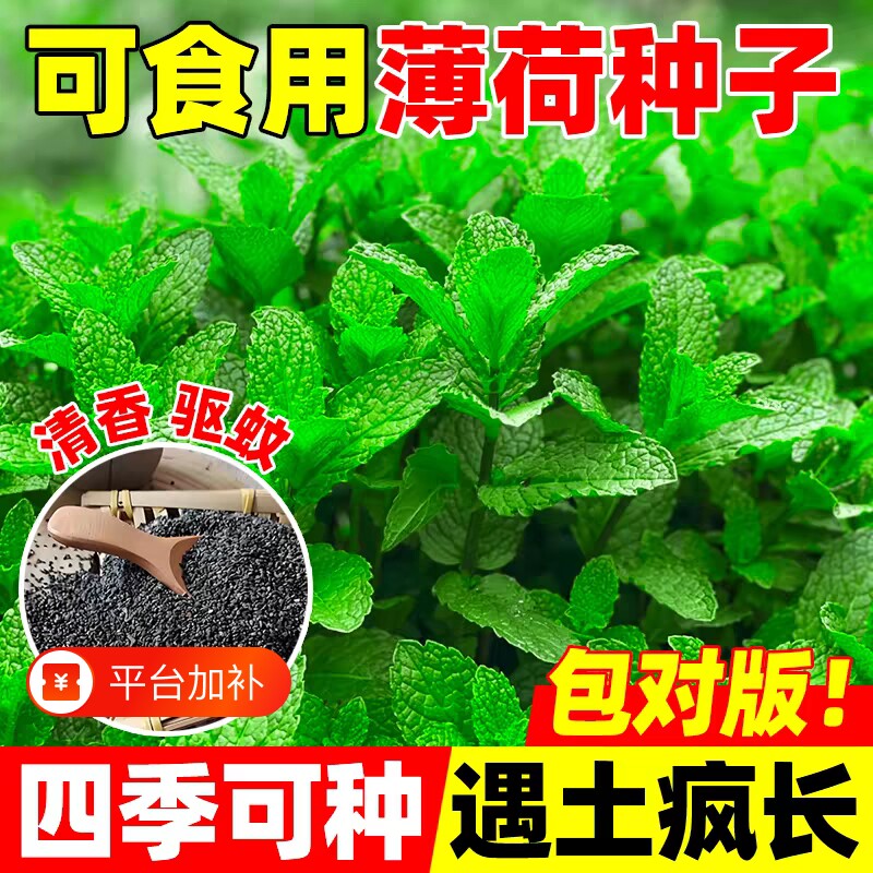 薄荷种子种籽子可食用四季留兰香猫驱蚊室内阳台盆栽罗勒重瓣花种
