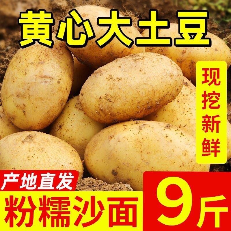 黄心土豆新鲜新土豆黄皮土豆批发价洋芋马铃薯黄肉土豆5斤/9斤