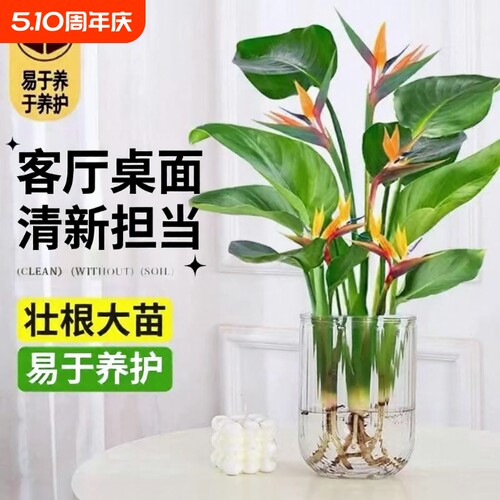 天堂鸟水培植物花卉室内客厅