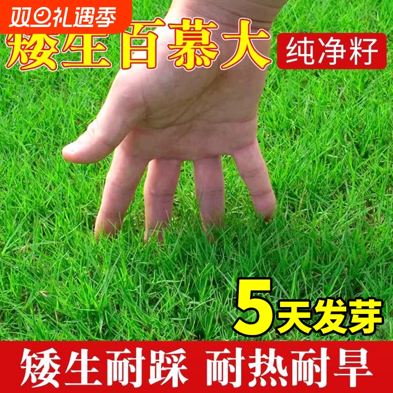 矮生百慕大草坪草籽草种子四季常青耐热耐践踏免修剪绿化护坡固土