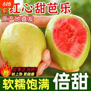 现摘红心芭乐奶油芭乐红心新鲜水果当季水果低糖树上熟