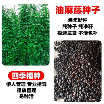 油麻藤种子爬藤植物四季常青边坡矿山工程绿化护坡固土攀爬草种籽