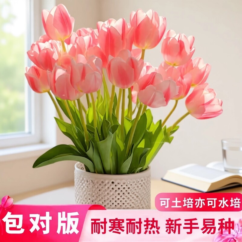 重瓣郁金香种球土培水培植物活耐寒花卉室内阳台盆栽绿植客厅窗台