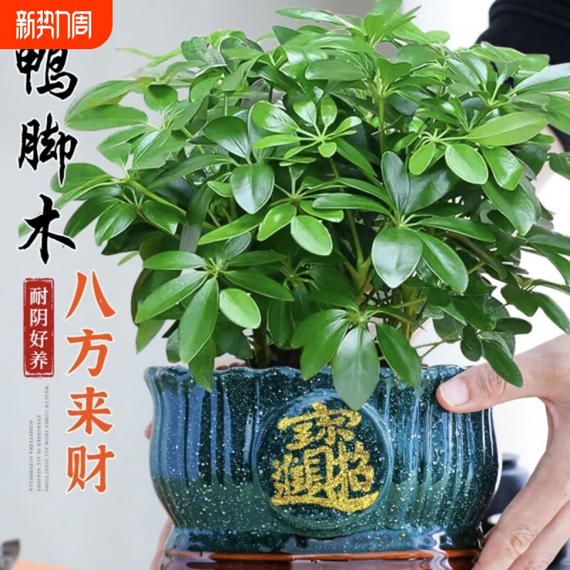 八方来财鸭脚木盆栽室内绿植四季常青花卉净化空气大盆客厅办公室