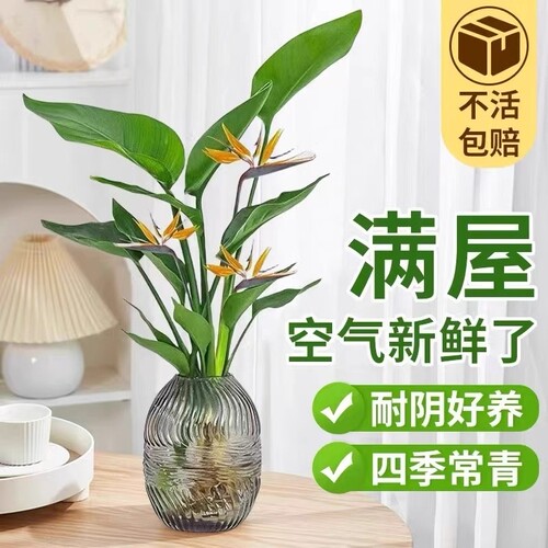 天堂鸟植物室内外净化四季易活