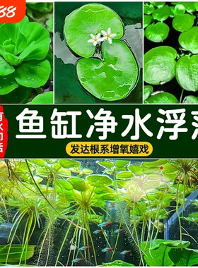 大美浮萍水草植物|848人收藏