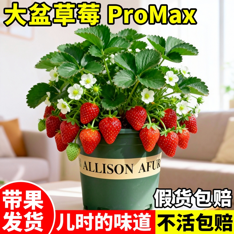 草莓苗秧秋冬季特大带果四季盆栽原盆原土奶油丹东99室内阳台种植