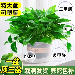 特级大盆绿萝室内盆栽水培吸除甲醛新房长藤大叶绿萝家用四季 绿植