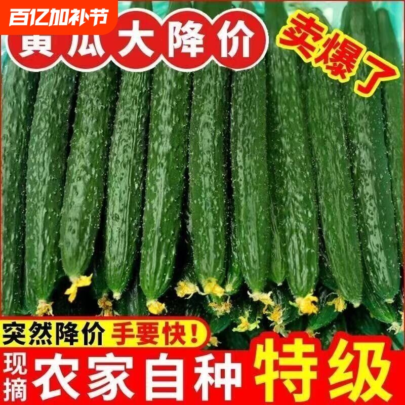 带刺黄瓜当季现摘新鲜黄瓜农家自种蔬菜水果青瓜带刺长黄瓜3/5斤