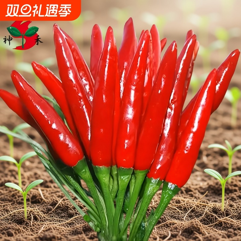 朝天椒辣椒种子神禾原种种籽辣小米椒天鹰椒春季四季蔬菜种孑菜籽