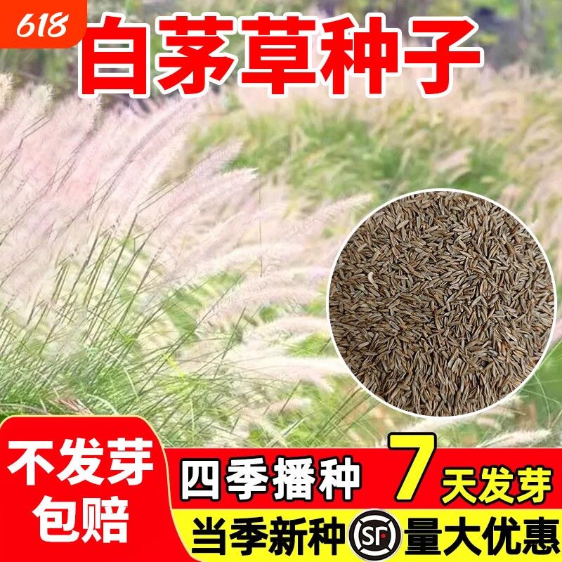白茅草种子坟头四季播易活山坡绿化针茅白毛草长镰草响铃草根种籽