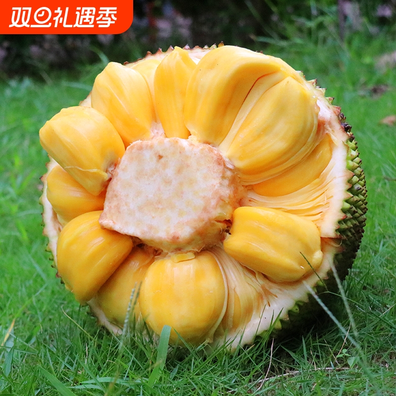 海南菠萝蜜干苞脆甜一整个当季新鲜水果包邮波罗蜜批发价13斤起