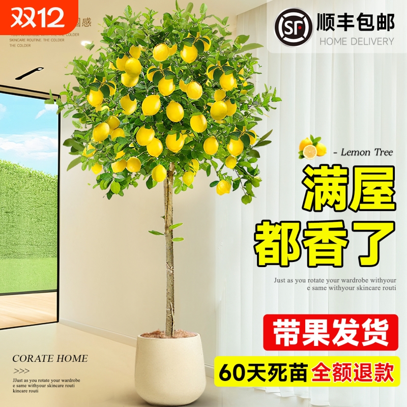 香水柠檬树老桩盆栽带果大型绿植阳台客厅四季可食用青柠苗庭院