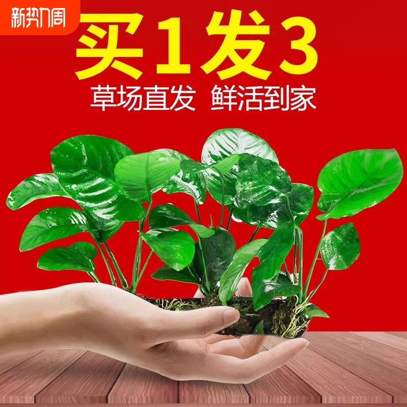 水榕沉木水草植物鱼缸造景装饰摆件懒人淡水阴性增氧屋大叶免打理