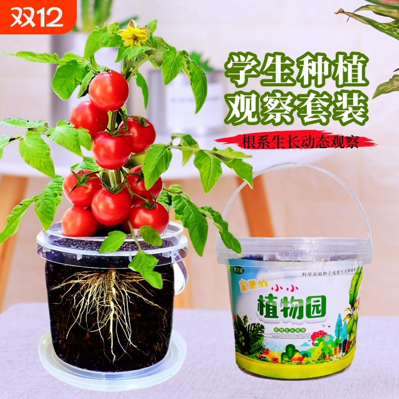 小番茄种子套装小学生科学实验观察儿童种植小盆栽向日葵植物花种