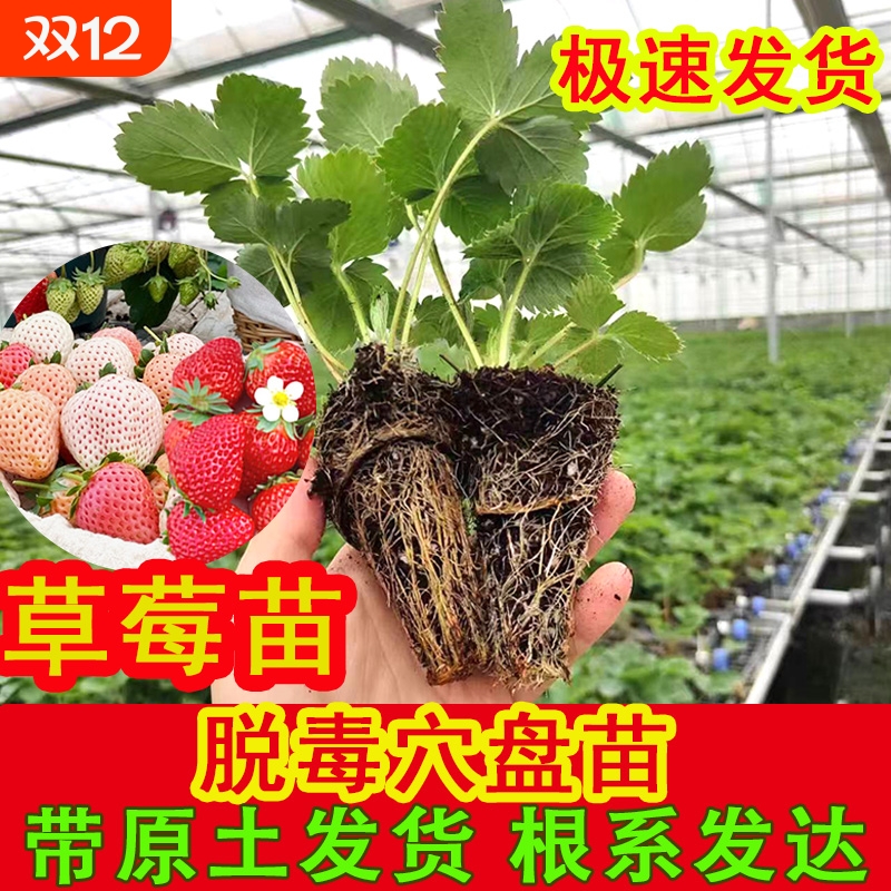 草莓苗秧盆栽四季丹东红颜奶油牛奶大棚种植裸根脱毒秧苗南方批发