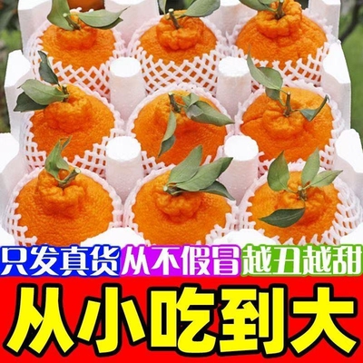 四川眉山不知火丑橘新鲜孕妇水果彩箱8斤装净重直发耙耙果丑橘果