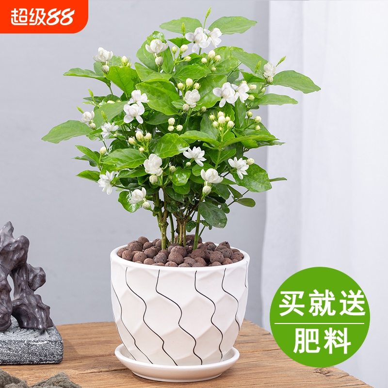 茉莉花盆栽重瓣开花四季好养室内阳台庭院驱蚊观花卉绿植带花花苞