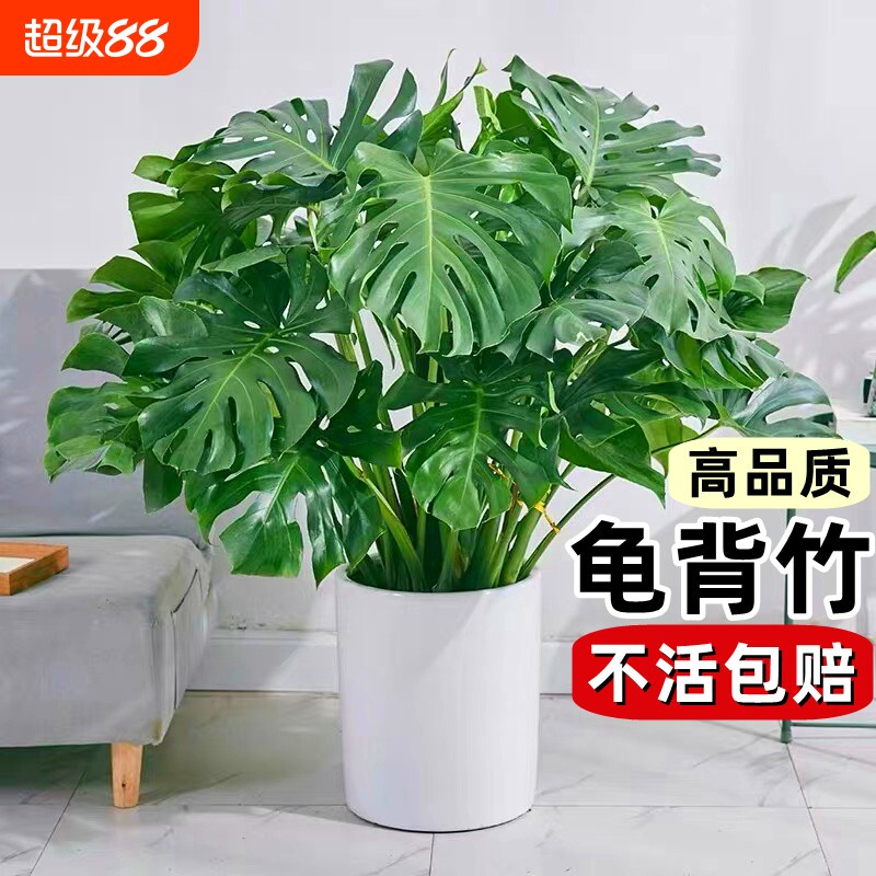 龟背竹盆栽老桩客厅大型绿植物室内吸甲醛四季常青水培富贵竹花卉图片