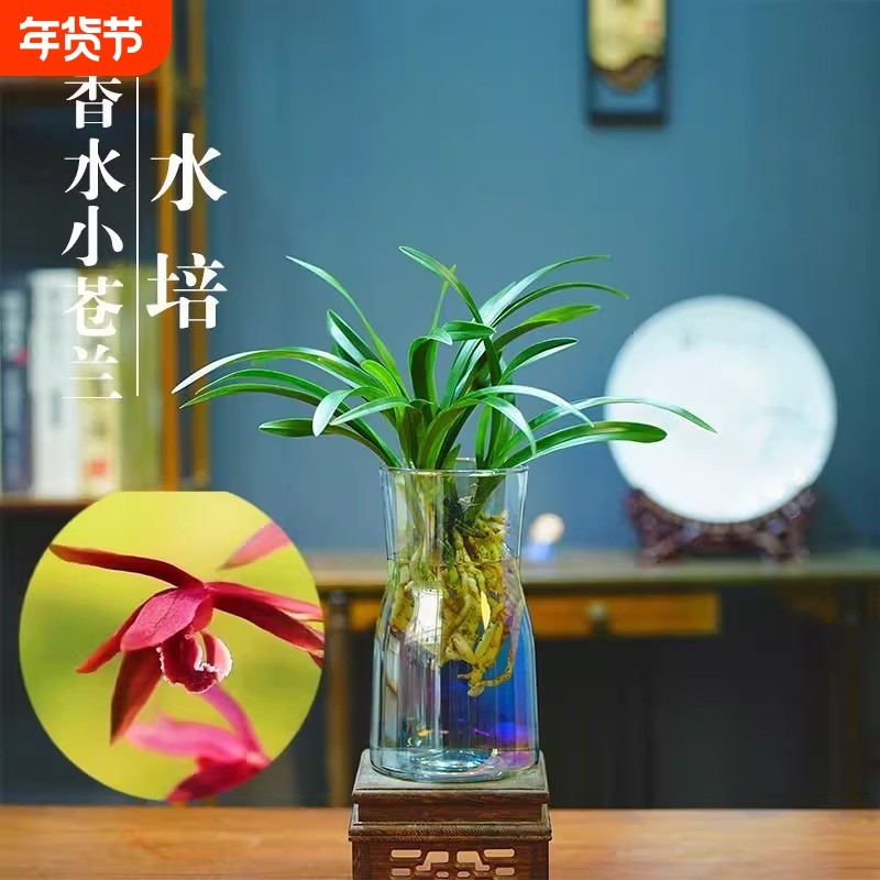 水培香水兰花苗中矮种室内植物浓香四季建花卉耐寒冬季带花苞客厅,鲜花速递/花卉仿真/绿植园艺,国兰/杂交兰/洋兰类,淘宝优惠券,粉丝福利购,淘宝优惠卷
