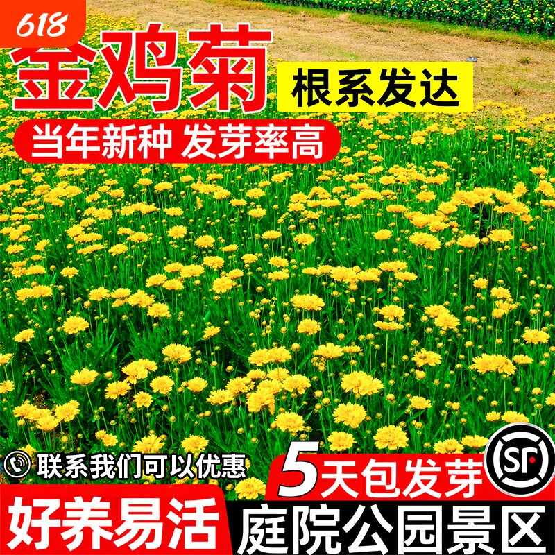 金鸡菊种子大花耐寒热花种籽四季种植庭院公园景绿化区多年生花籽