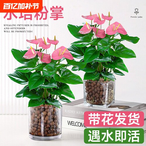 水培植物粉掌盆栽带花红掌白掌风顺花卉鲜花室内好养绿植四季开花