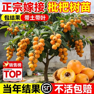 枇杷树苗果苗大果盆栽批把苗树水果树嫁接琵琶南北方种植当年结果