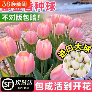 郁金香种子种球水培四季开花室内花盆栽花苗水养好活冬季土培种植