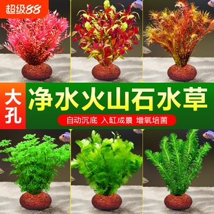 升级火山石水草植物小鱼缸造景真草蜈蚣水榕阴性绿菊净化水质套餐