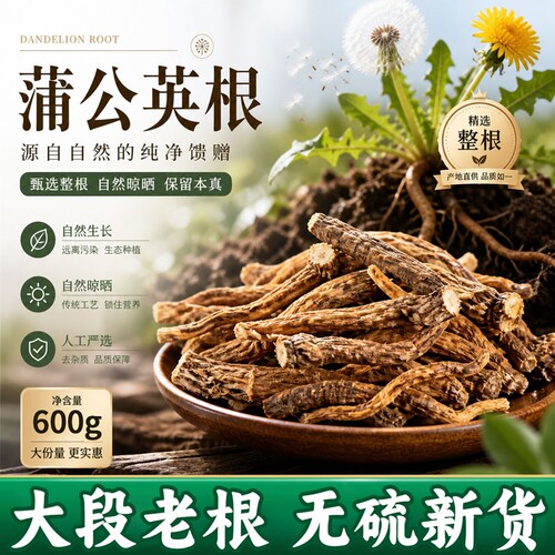 蒲公英根茶长白山正品泡水喝茶新鲜浦公英官方旗舰店散装养生茶