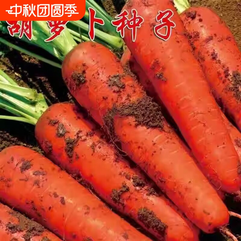 参胡萝卜高产种子|111人收藏图片