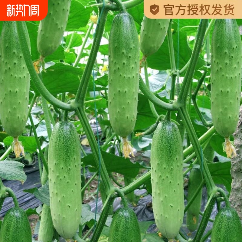 水果黄瓜种子旱黄瓜种籽青瓜籽四季盆栽阳台菜种籽蔬菜种子孑大全