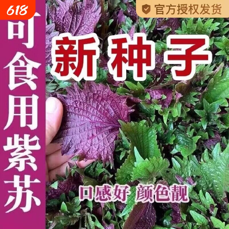 紫苏子紫苏种子紫苏叶盆栽种植苗四季籽种苏子叶茼蒿荠菜食用大叶