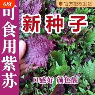 紫苏子紫苏种子紫苏叶盆栽种植苗四季籽种苏子叶茼蒿荠菜食用大叶
