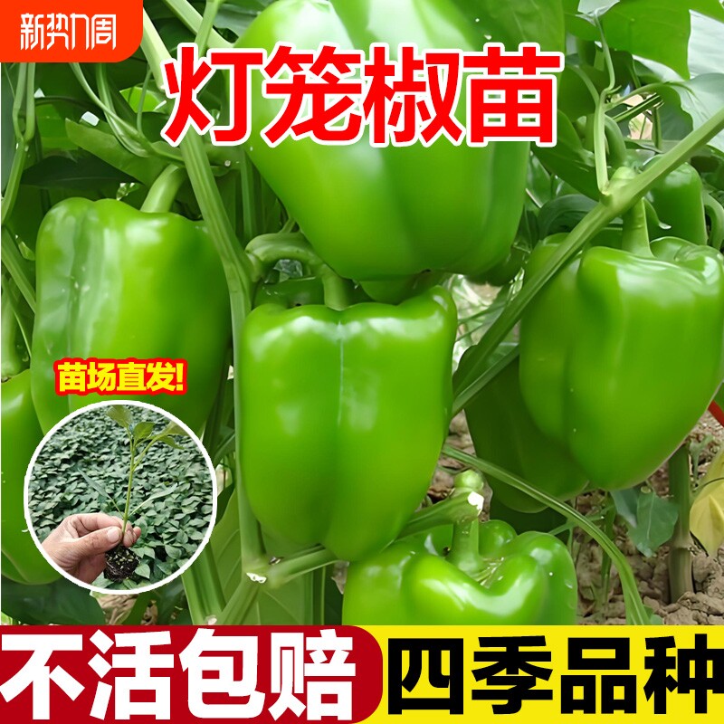 灯笼椒苗菜椒不辣的青椒辣椒苗薄皮山东寿光秧苗带土高产四季盆栽