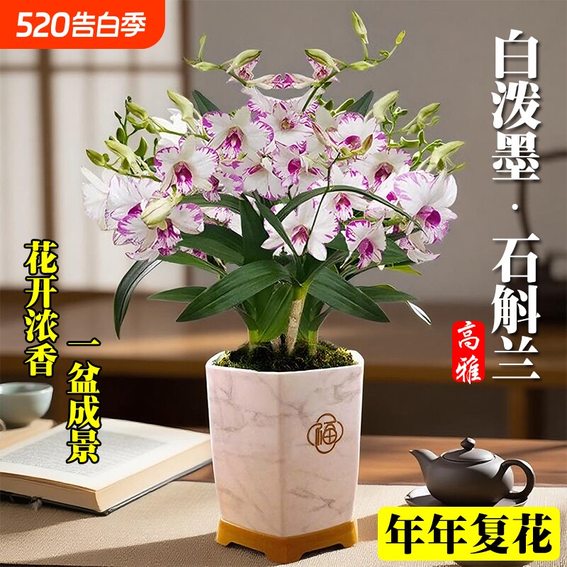 名贵白泼墨石斛兰花苗当年开花室内客厅好养水培绿植盆栽花卉带花