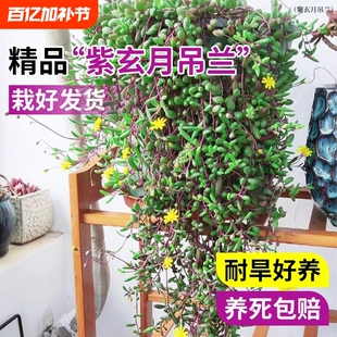 多肉植物佛珠紫玄月名贵吊兰室内阳台花卉盆栽垂吊情人泪高端绿植