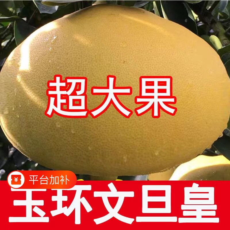 玉环文旦柚无虾线浙江台州特产文旦白心柚子剥皮无白筋膜直发现摘
