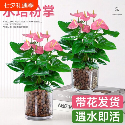 水培植物粉掌盆栽带花红掌白掌风顺花卉鲜花室内好养绿植四季开花