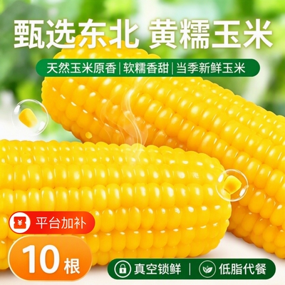 新货东北黄糯玉米10支真空包装新鲜黏玉米棒粘苞谷粗粮主食低脂