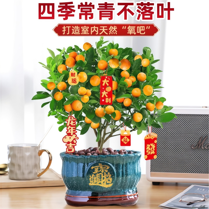 金桔橘子盆栽绿植树苗带果招财