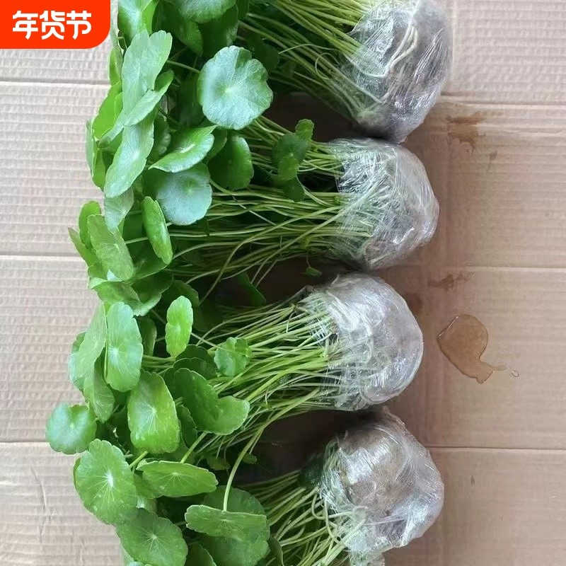 金钱草大叶铜钱草水培植物室内好养鱼缸水草专用水养花卉绿植盆栽