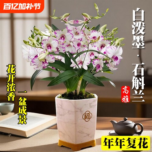 名贵白泼墨石斛兰花苗当年开花室内客厅好养浓香水培绿植盆栽花卉